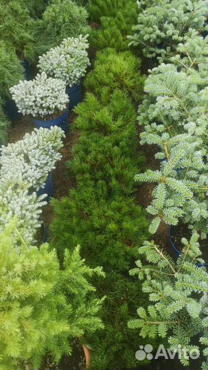 Сосна горная пумилио