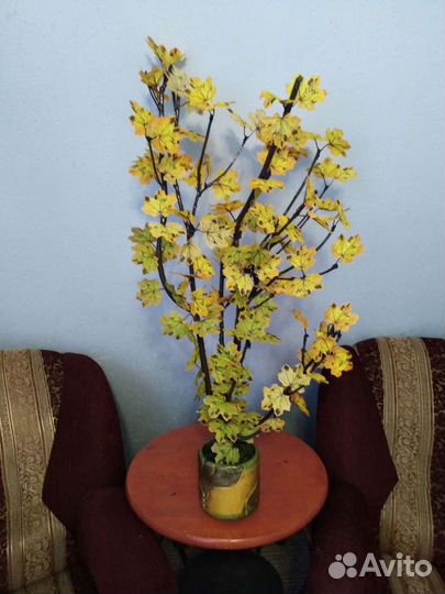 Деревцо. Клёна