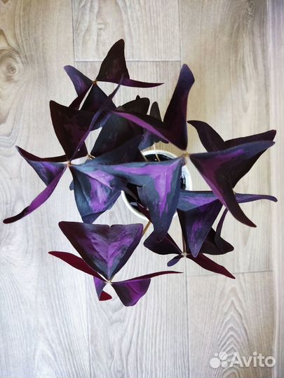 Оксалис Oxalis (кислица)