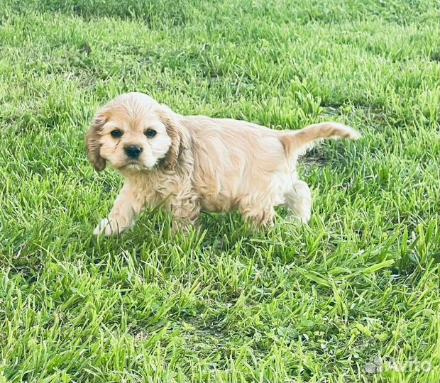 Кокер спаниель