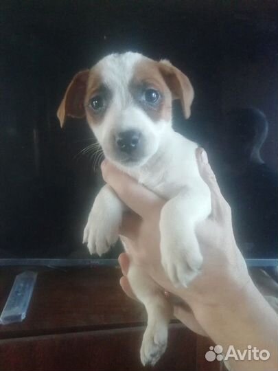 Джек Рассел терьер