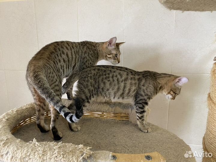 Саванна шикарные котята