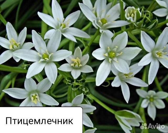 Цветы