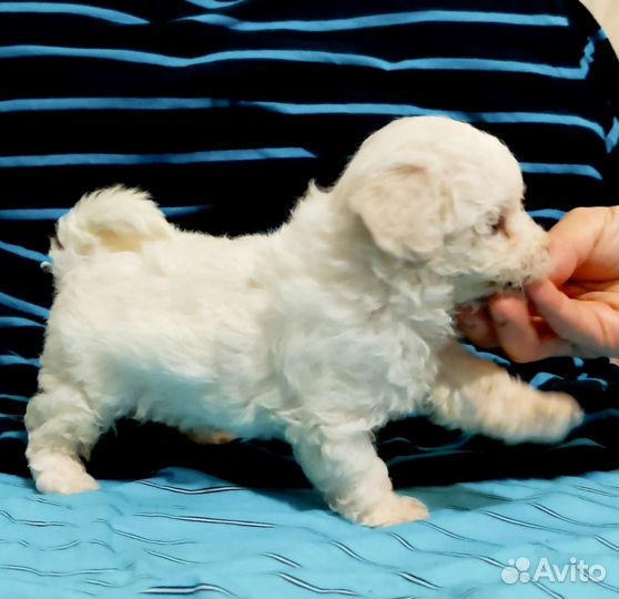 Бишончик - Снегурчик