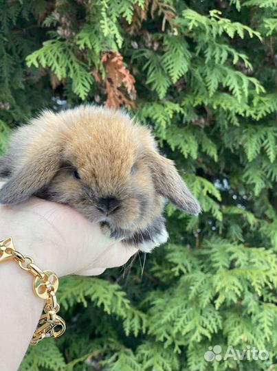 Ручные, ласковые кролики