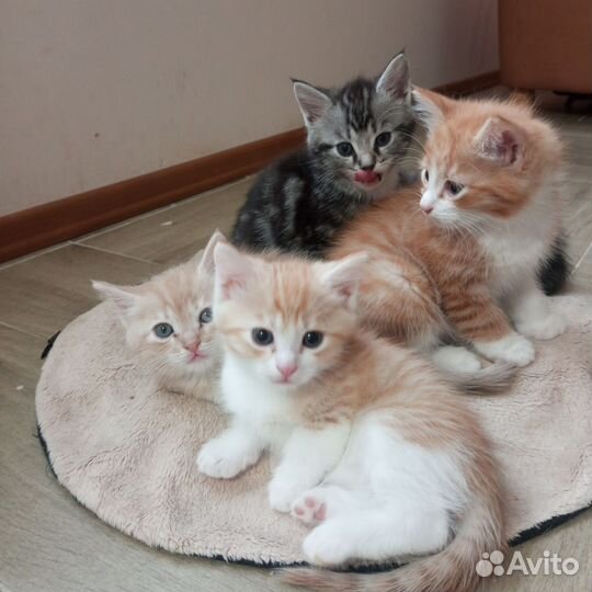 Отдам в добрые руки