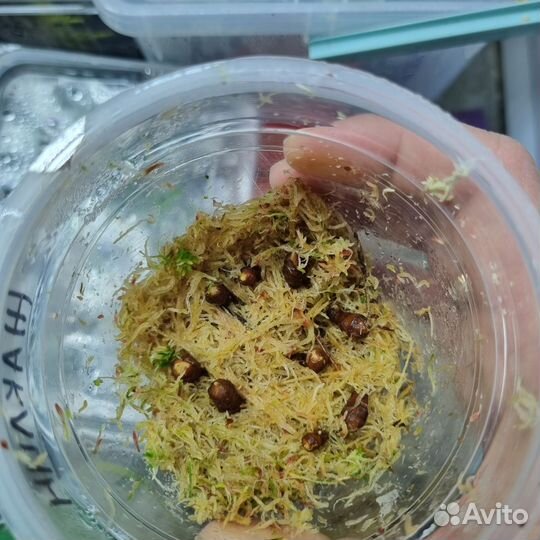 Клубни Алоказии Жаклин