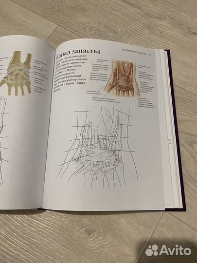 Анатомия атлас раскраска 2 книги