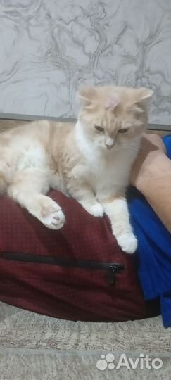 Кошка в дар бесплатно