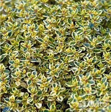 Тимьян (Чабрец, Чабер) лимоннопахнущий Golden King