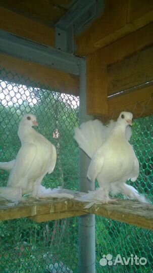 Голуби бакинцы, пермяки и луганские