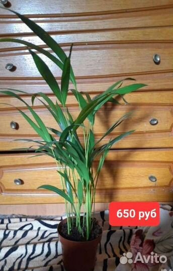 Пальмы юкка, ховея, арека