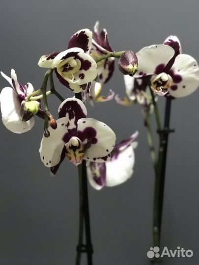 Орхидея фаленопсис