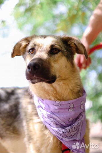 Брусника скромно ждёт в приюте