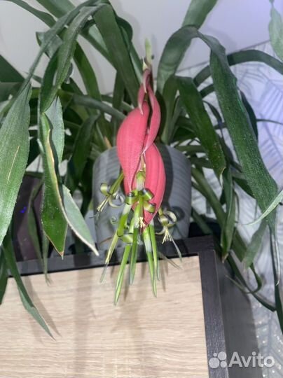 Бильбергия