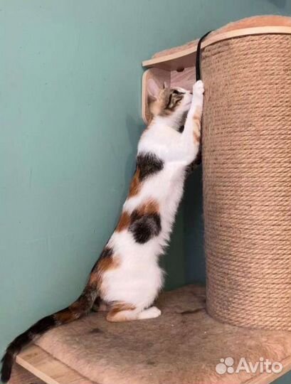 Котёнок девочка в добрые руки