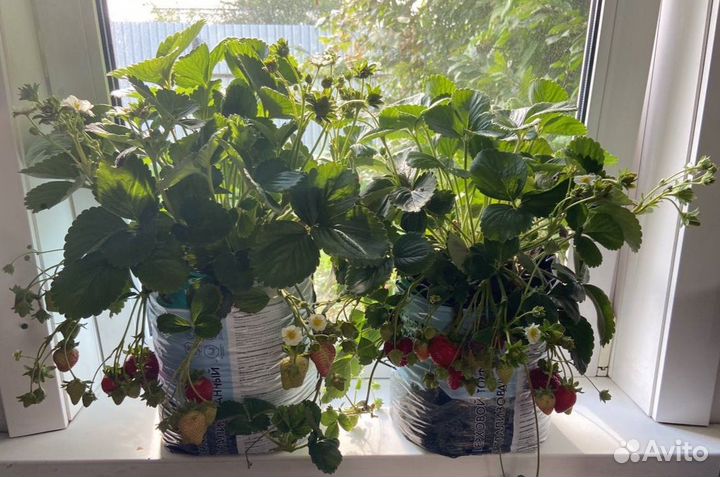 Клубника на подоконнике, рассада земляники садовой