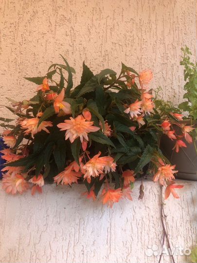 Садовые растения