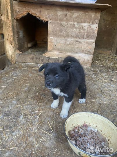 Русско европейская лайка