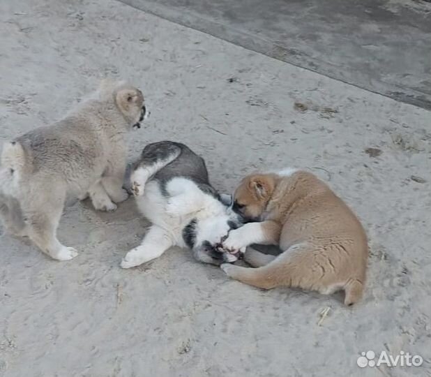 Щенки сао алабай