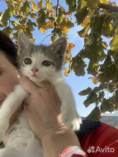 Котеночек мальчик