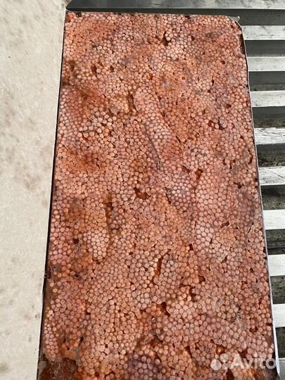 Икра кеты, горбуши, нерки, кижуча в ястыках