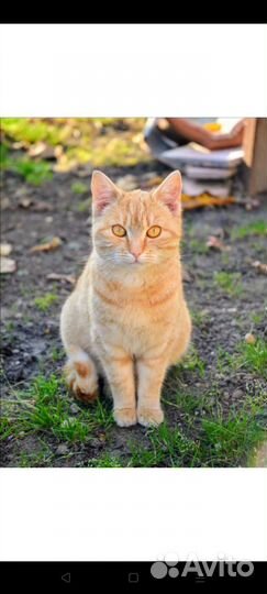 Кошка в дар бесплатно