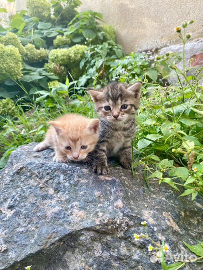 Котята ищут дом