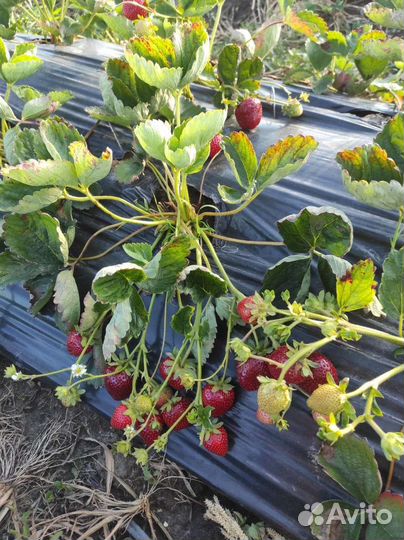 Рассада клубники