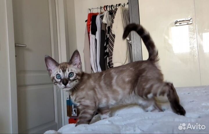 Бенгальский мальчик WCF