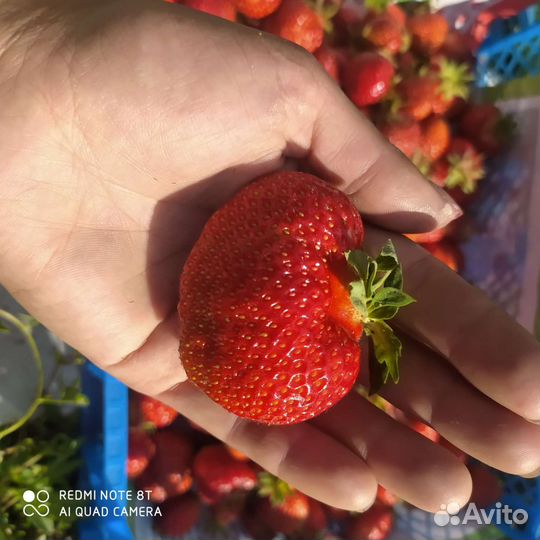 Рассада клубники. отправка почтой из Марий Эл