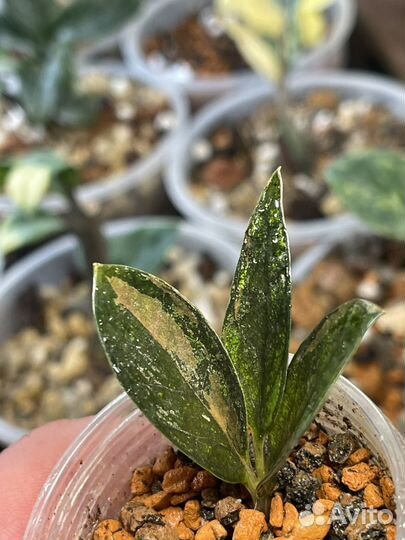 Замиокулькас вариегатный dark zamicro var