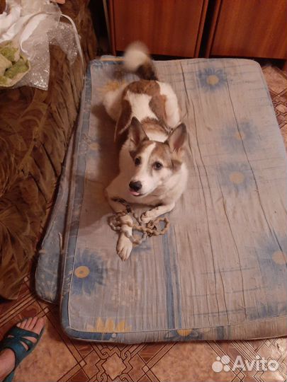 Собака в добрые руки отдам бесплатно