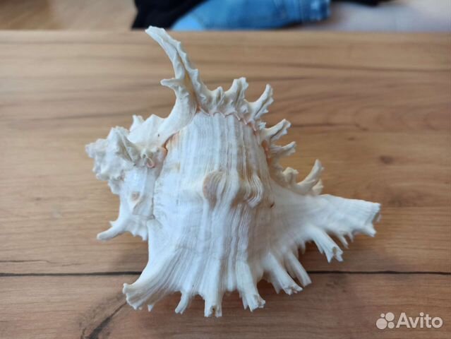 Морская раковина