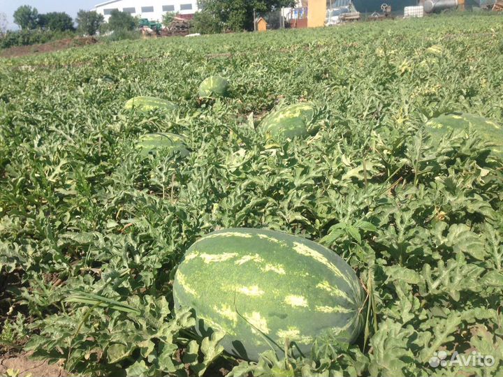 Семена арбуза Гризли F1