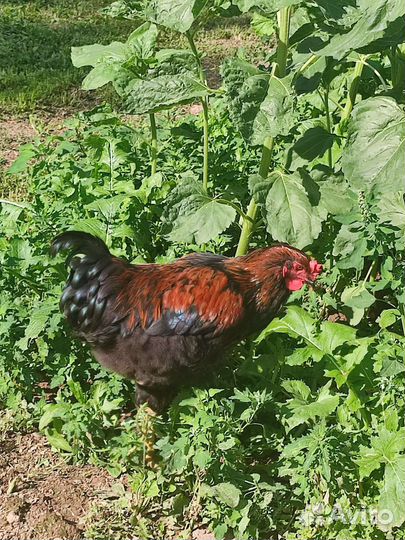 Куры доминант