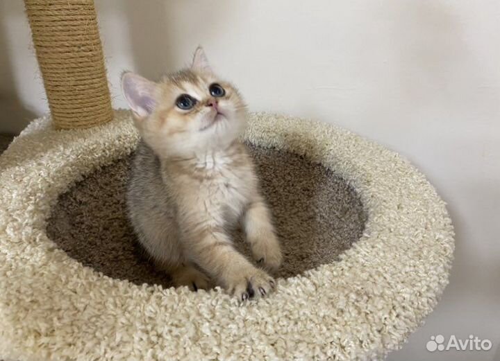 Британская золотая Кукла