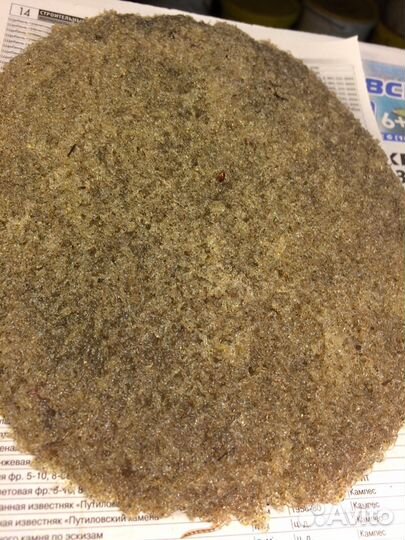 Мотыль, коретра