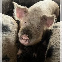 Свинина домашняя