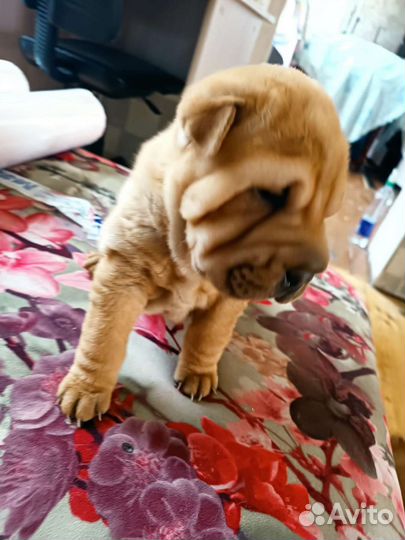 Щенки шарпея