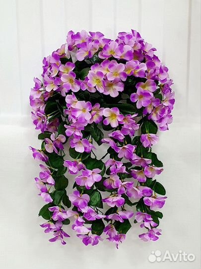 Фиалка ампельная, интерьерные цветы