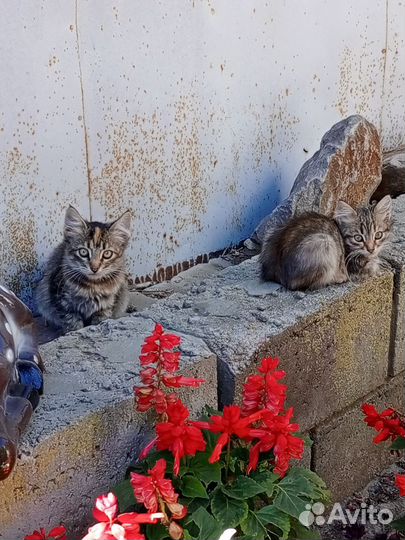 Котятки