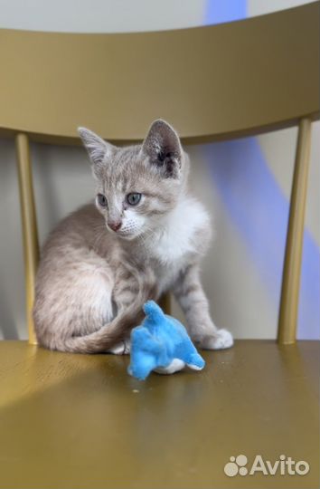 Котята в дар