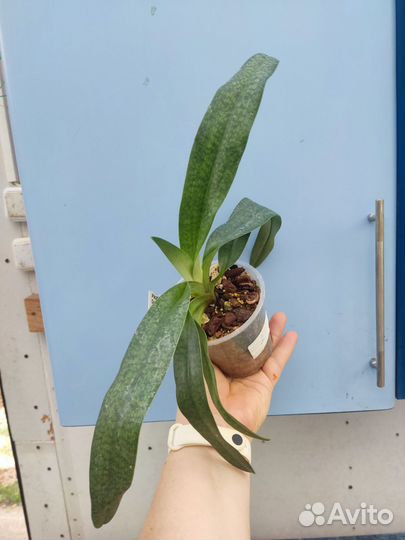 Орхидея. Пафиопедилум. Paphiopedilum Delrosi