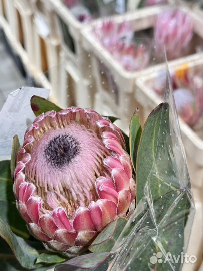 Протея букет