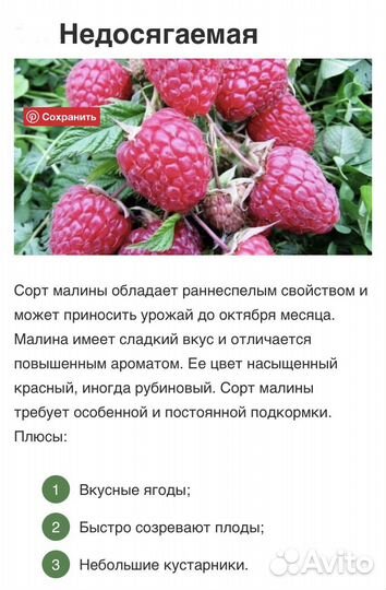 Саженцы малины
