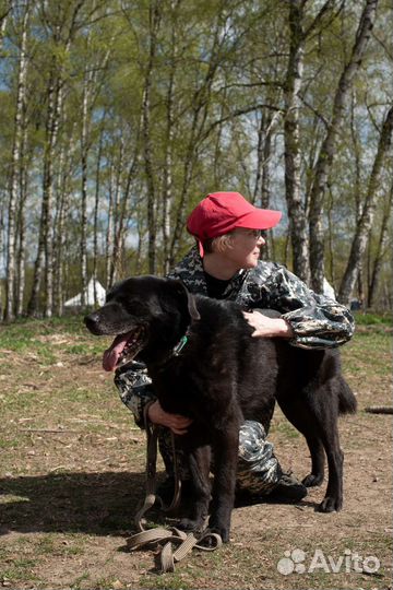 Потап хочет в семью (Собака из приюта)
