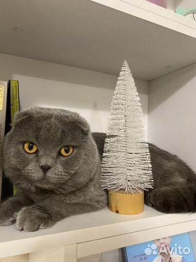 Кот на вязку вислоухий