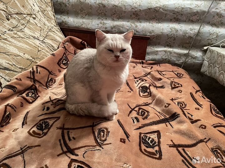 Отдам котика