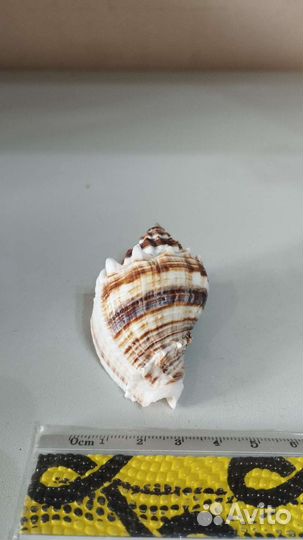 Морская раковина